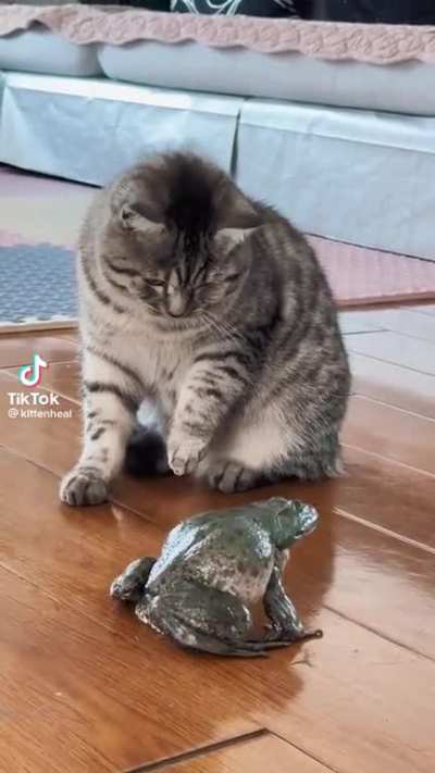 Sounds like it wants to be a cat