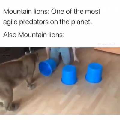 Big cats can be a little dumb too sometimes.