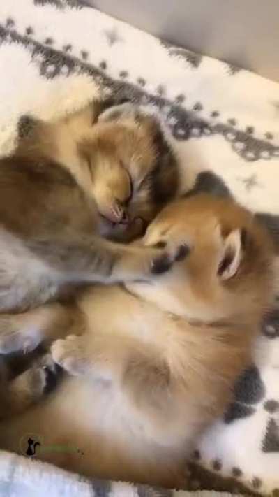 These cuties makes my day ☺☺