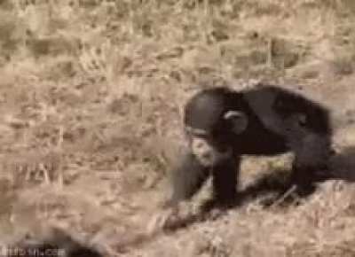 monke bullying (not okay)