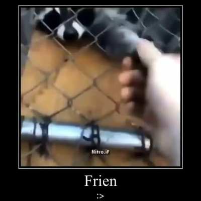 Frien