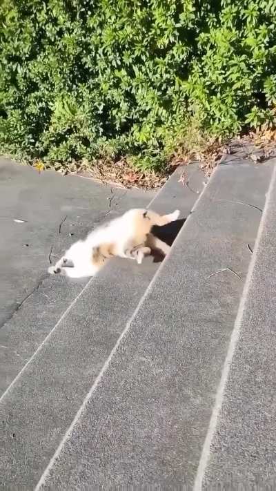Lazy Cat