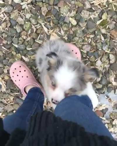 hug da hooman