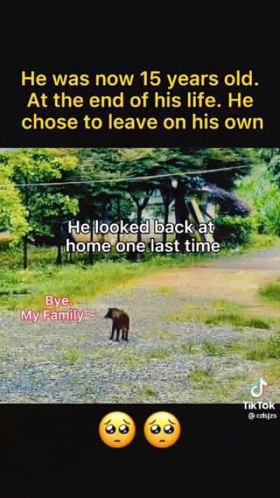 Old dog left home &amp;amp; his owner as he layed to his deathbed in a distant corner