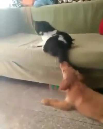 Don&rsquo;t bother the cat