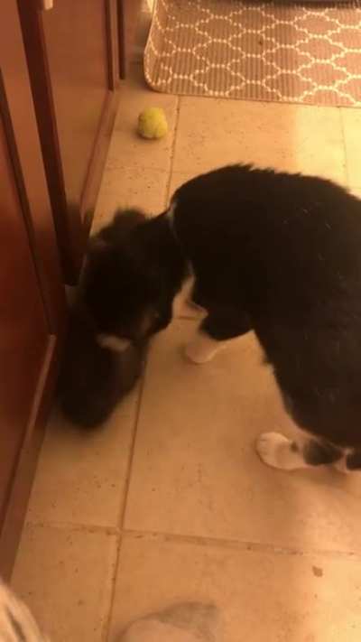 Astrid: &ldquo;Hi! Hi&rdquo; Mocha: &ldquo;BYE&rdquo; Astrid: &ldquo;Let me love you!!&rdquo;