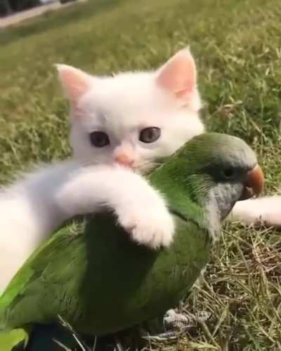 Touch Tha Friend