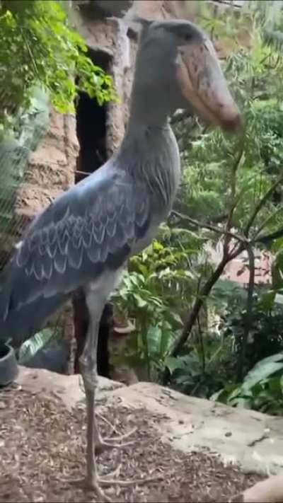 Balaeniceps Rex