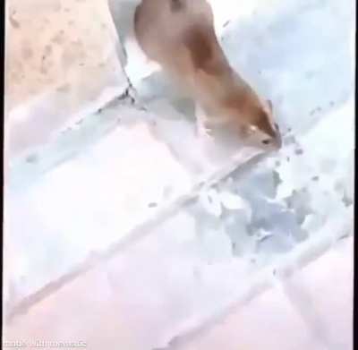 He friend