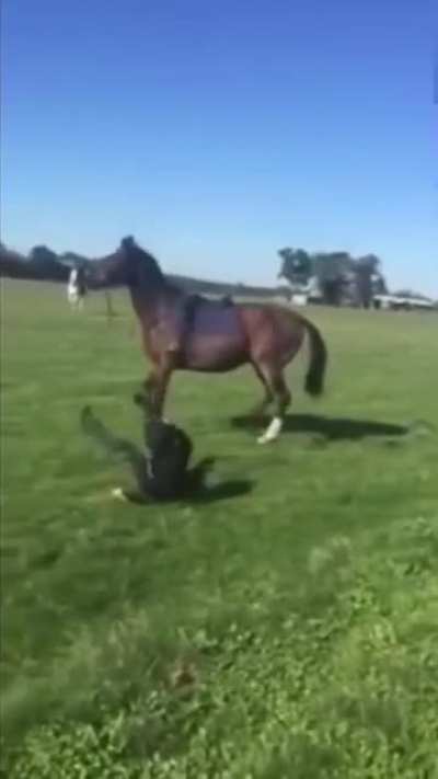Woman vs Horse&hellip; who wins?