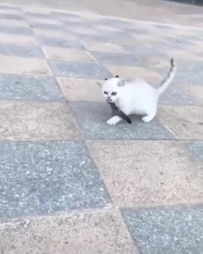 Alvin, tamer of tigers