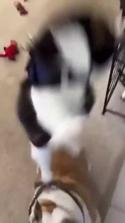 This cat drank four cans of redbull