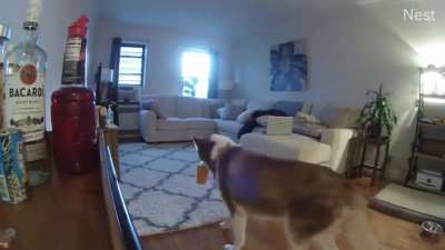 Got home from work and couldn&rsquo;t figure out how a drink was spilled on rug, til I reviewed the Nest cam...