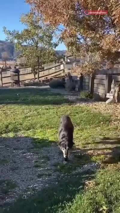 Good guy adopts an old timer so he doesn&rsquo;t have to die alone