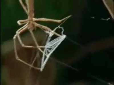 Gladiator Spider carefully weaves a quadratic net, which is very elastic, and although not very sticky, it does well to entangle whiskers, bristles, and hairs. When it&rsquo;s ready, the gladiator spider waits for the perfect moment. Its eyes are very developed