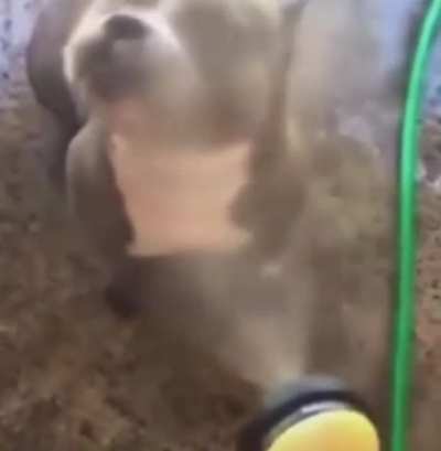 🙂 dog