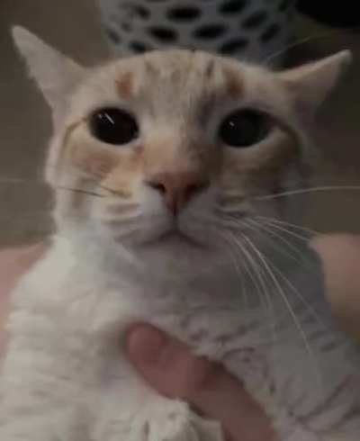 holding a cat.