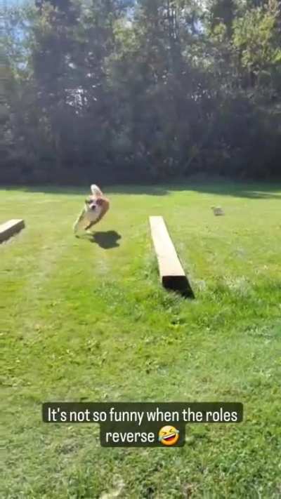 Chihuahuaaaa