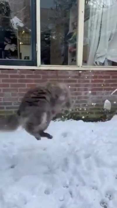 Please enjoy this compilation of Mirin's first ever week of snow. She loved it!