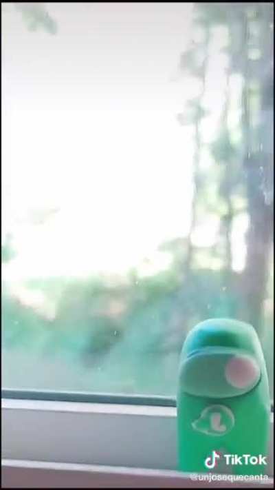 robado de tiktok gringo