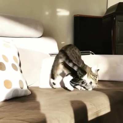 My cat spends at least 30 minutes a day chasing her tail