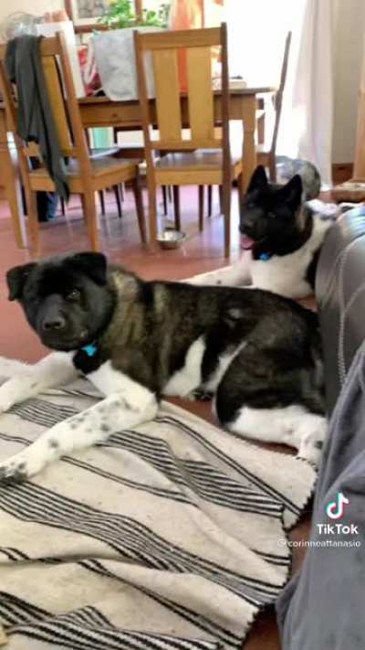 Neighbor shot and killed her two dogs and tried to keep their bodies are trophies