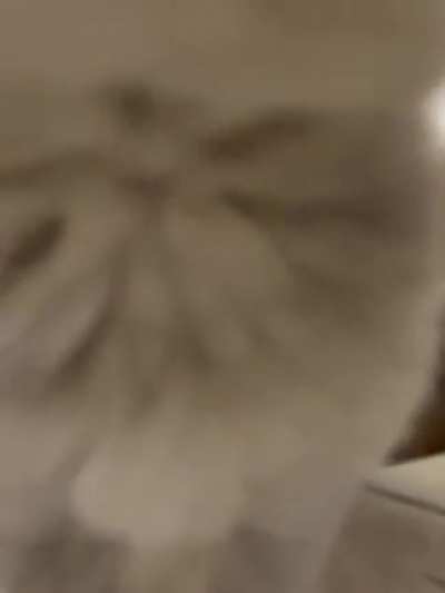 Our scottish fold Helsinki roars for the first time