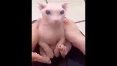 Gato