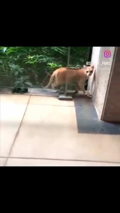 🧍➡️🦠➡️🧑&zwj;🤝&zwj;🧑 (mitosis cat) 