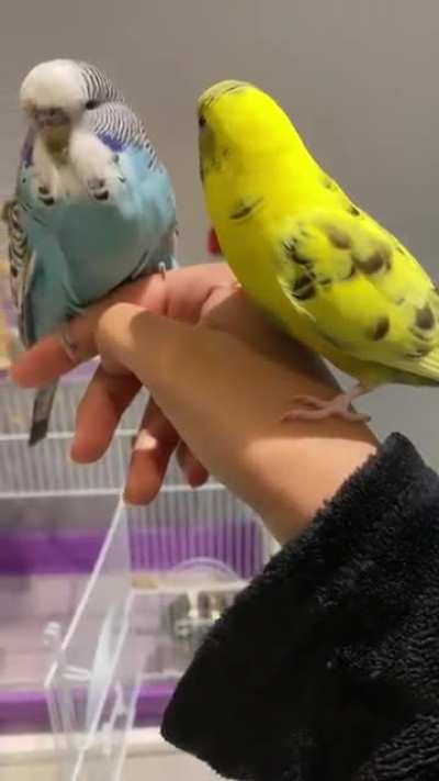 First time Banana &amp;amp; Berry meeting ❤️😍 guess who&rsquo;s who? Ahahaha