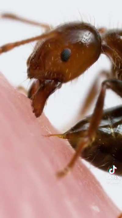 a cool up close shot of an ant bite 🐜