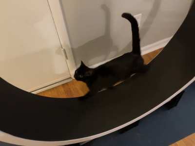 We bought this for our bengal&hellip; but our little void doesn&rsquo;t like being left out