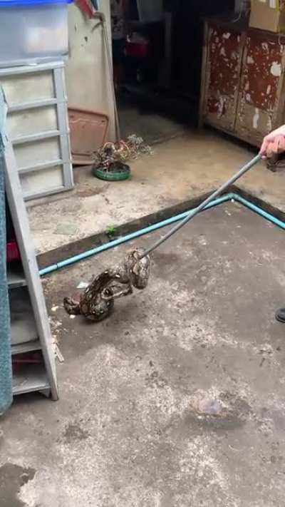 My friend in Thailand sent me this video of a snake found in his house
