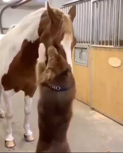 "Henlo, you seem like a bigger version of me. Here lemme do you a mlem"
