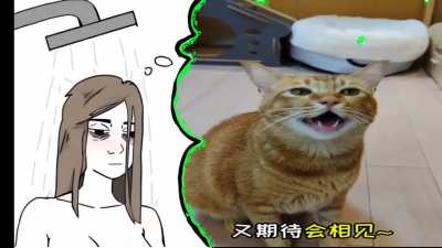 the cat
