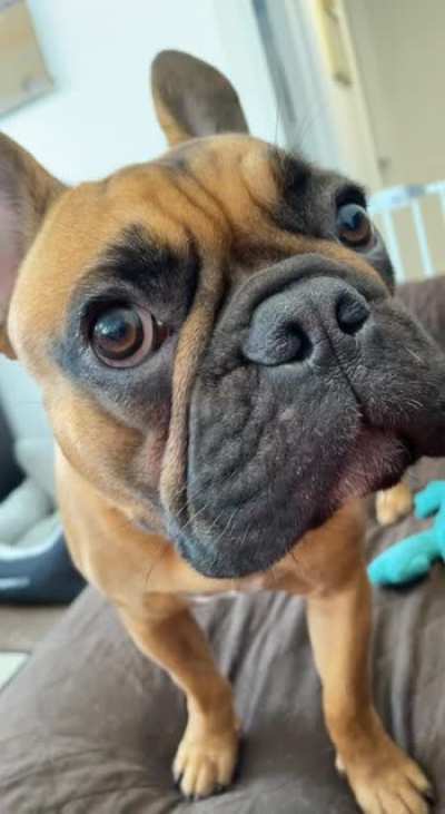 Death by Frenchie