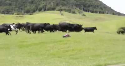 Curious cows investigate a strange visitor in their field