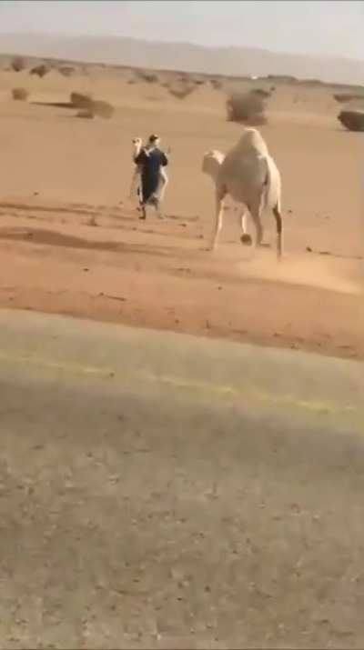 🐫🐫🐫