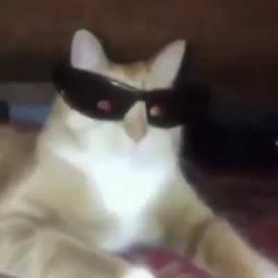 Gato Facha