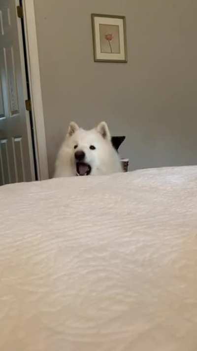 I demand to get on the bed!