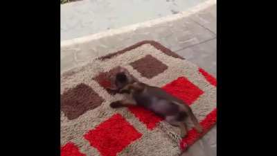 A dog playing with a butterfly, have a nice friday!