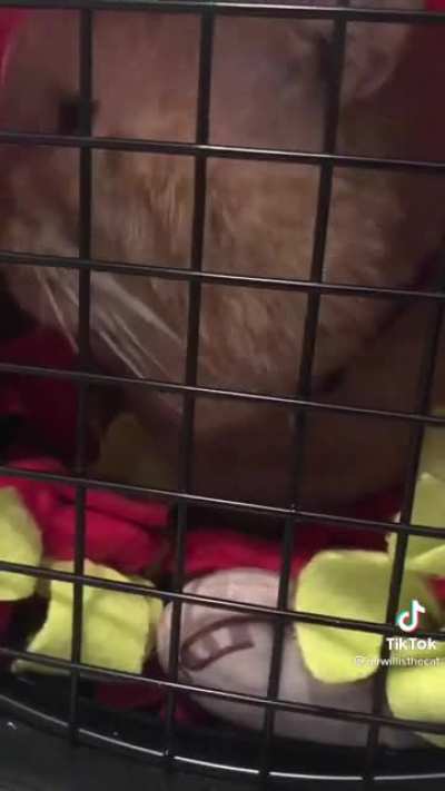 Bruce Willis the cat