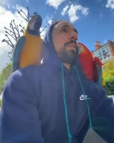 Guy takes his parrots out to fly around while riding his bike