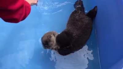 The Otter Has Spoken