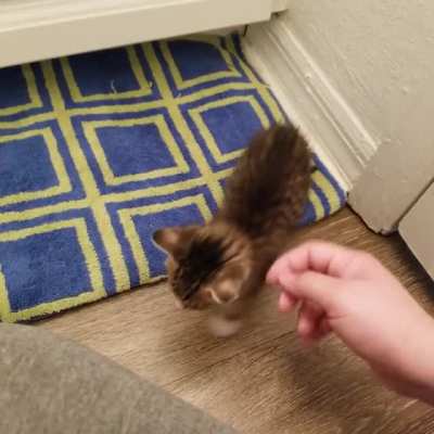 Foster kitts struggling to cat but they'll get there eventually