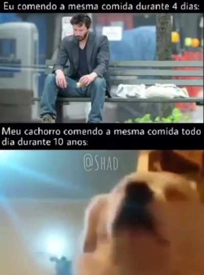 Minha dog aparentemente gosta