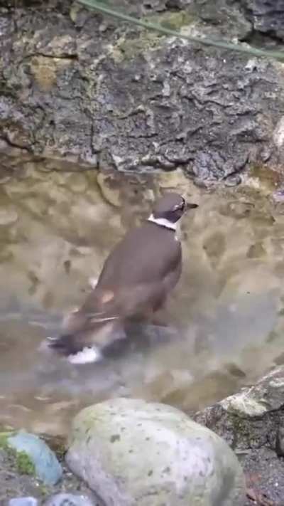 r/bichinhos tamb&eacute;m sabe fazer quadradinho 
