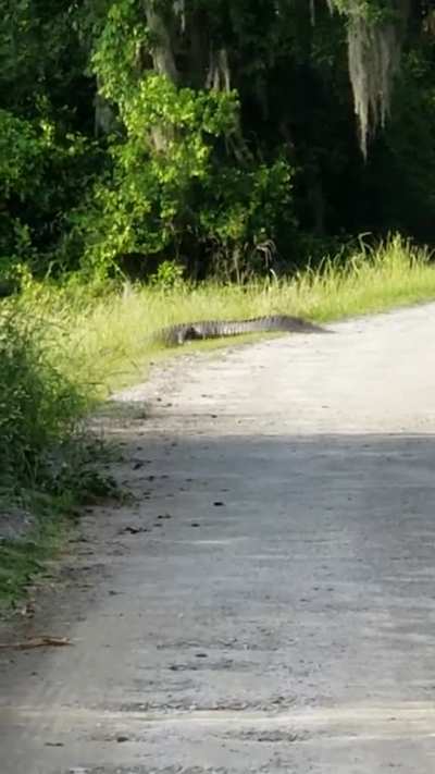 Gators Gonna Gate