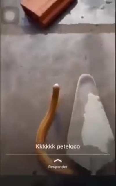 Peteleco