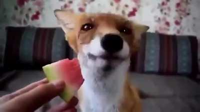 Omm nom nom nom&hellip;.
